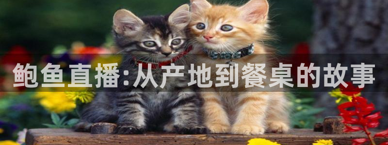 极速体育nba直播观看